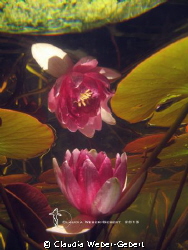 the last day of beauty....
freshwater
waterlily by Claudia Weber-Gebert 